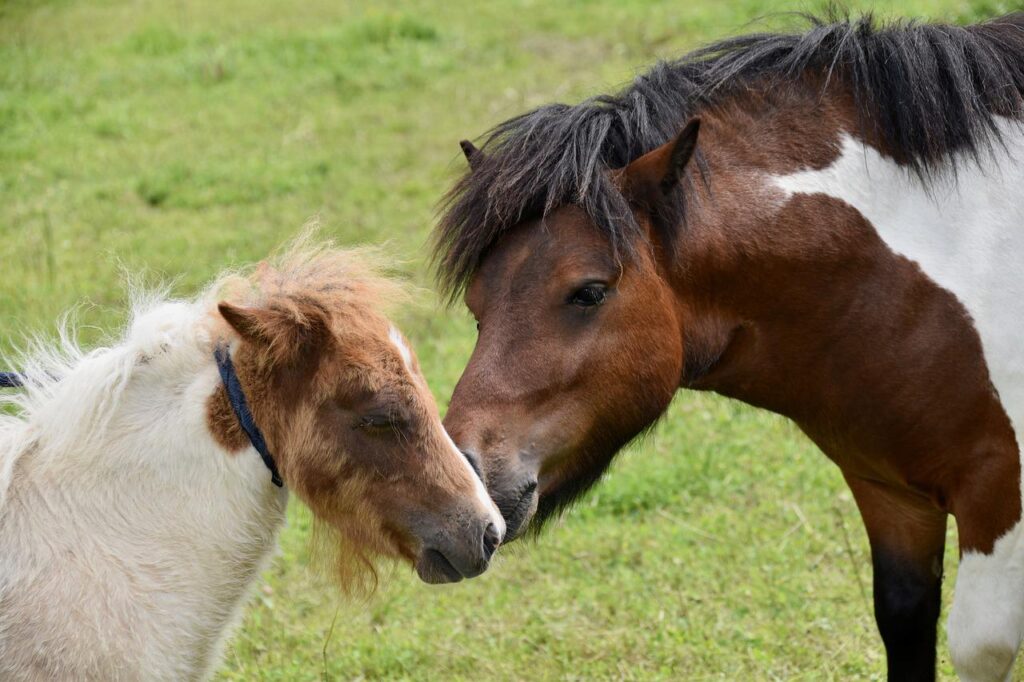 shetland ponies, small horses, pony stallion-4275689.jpg